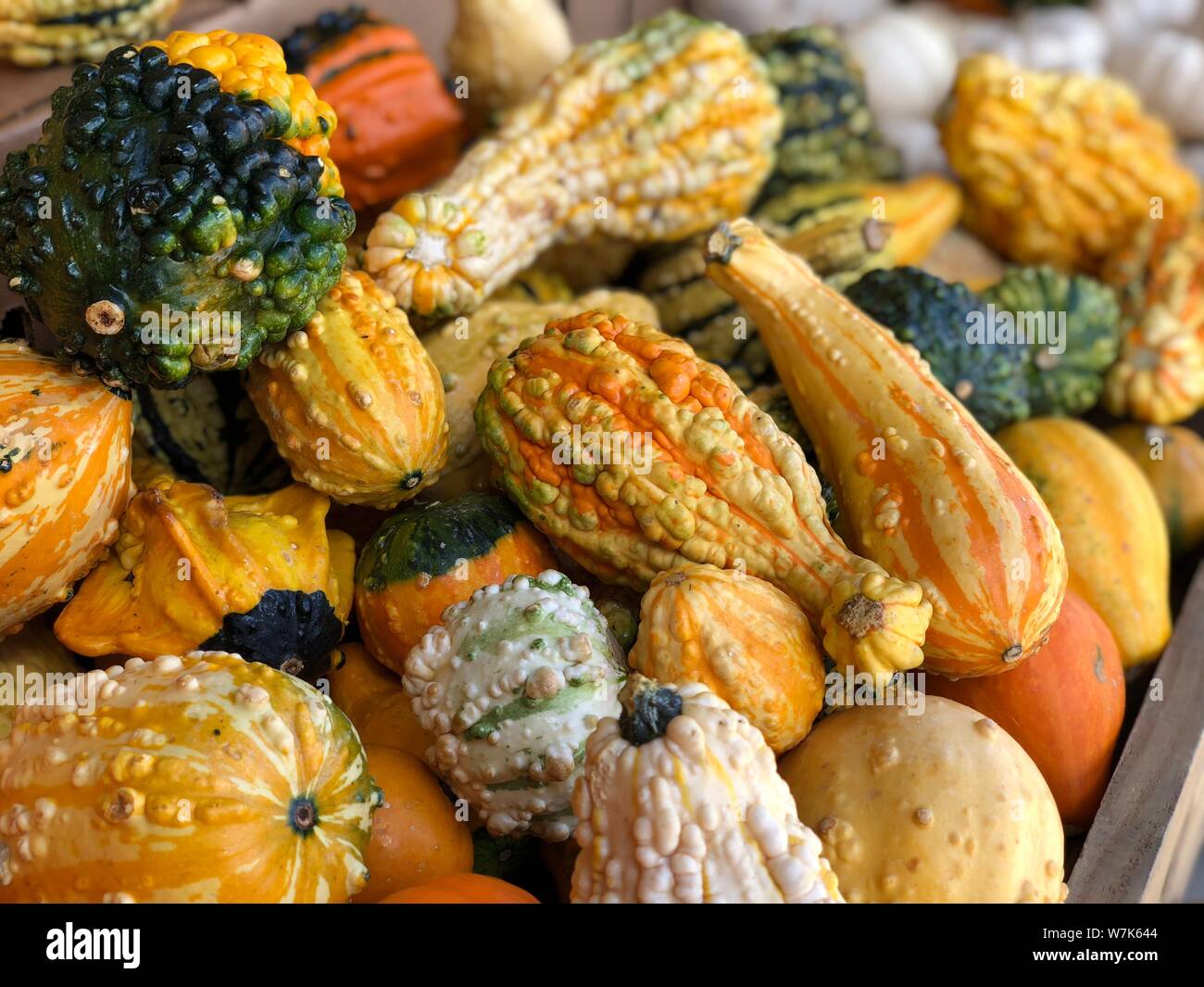 Bunte mini Kürbisse und Kürbis Wechsel der Jahreszeiten Herbst Herbst Danksagung Hintergrund Stockfoto