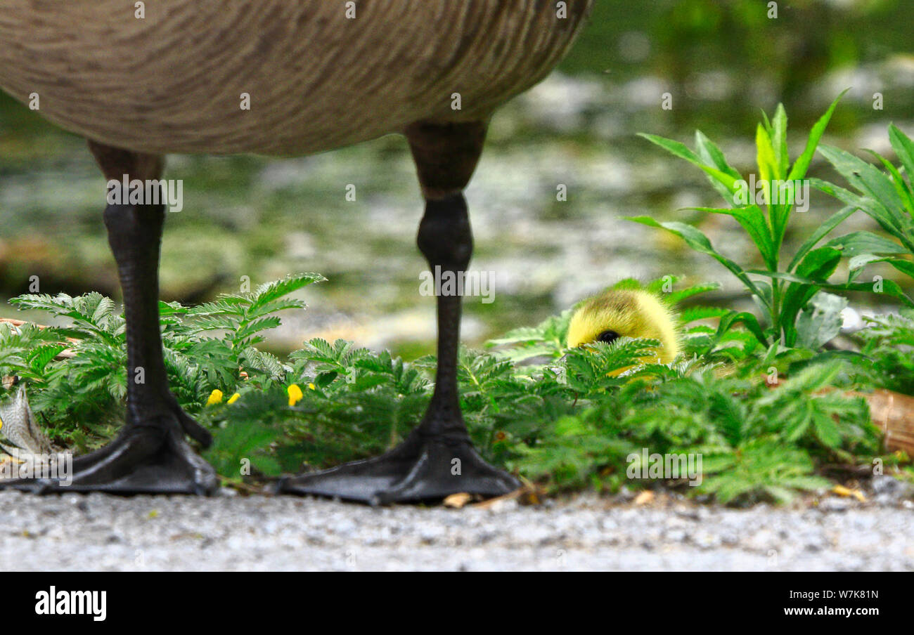 Süße kleine Kanadagans gosling peeking unter riesigen Körper des Schutzes der übergeordneten Vogel Stockfoto