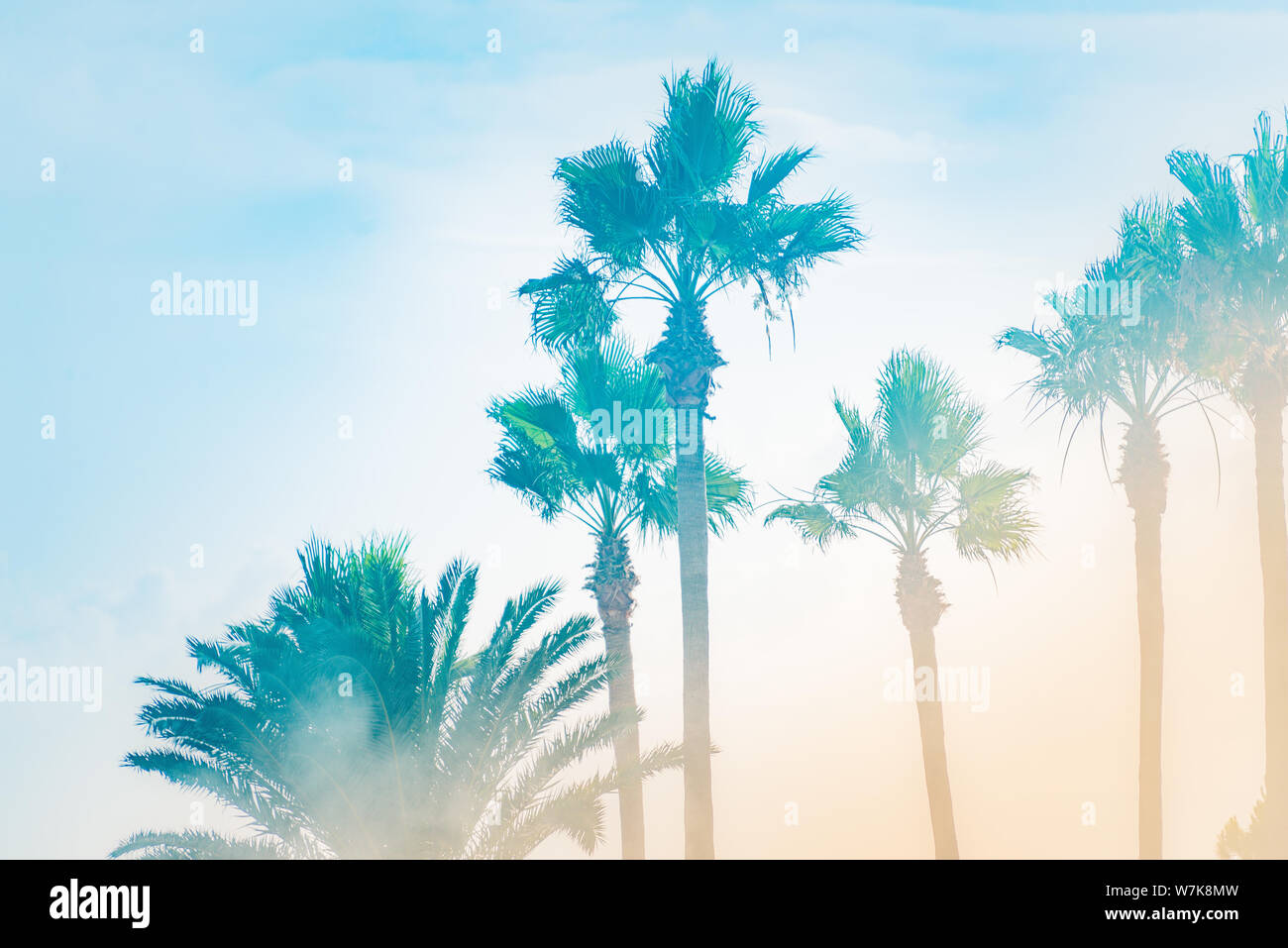 Palmen uder die Strahlen der Sommersonne in einem nebligen Morgen. Stockfoto