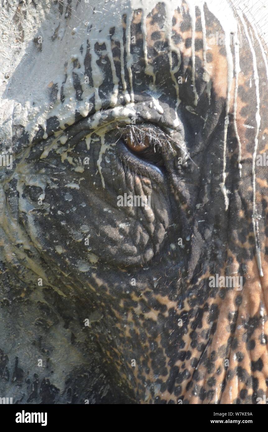 Foto aufgenommen im Krabi Elephant Sanctuary in Krabi, Thailand. Gehen Sie mit Elefanten und beobachten Sie sie beim Schlammbad. Kolose eines Elefanten-Auges. Stockfoto