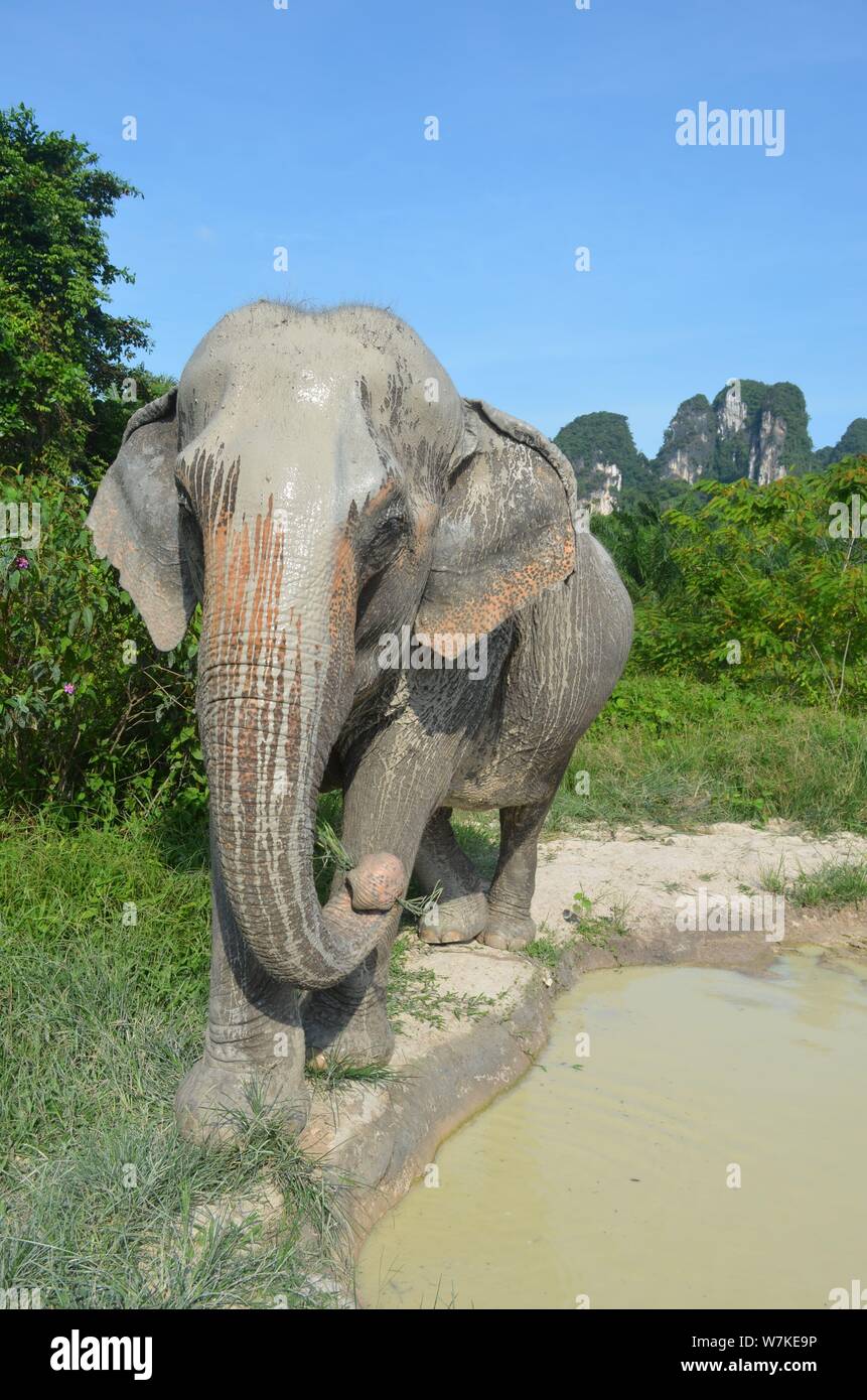 Foto bei Krabi Elephant Sanctuary in Krabi, Thailand aufgenommen. Wandern mit Elefanten und beobachten Sie ein Schlammbad. Stockfoto