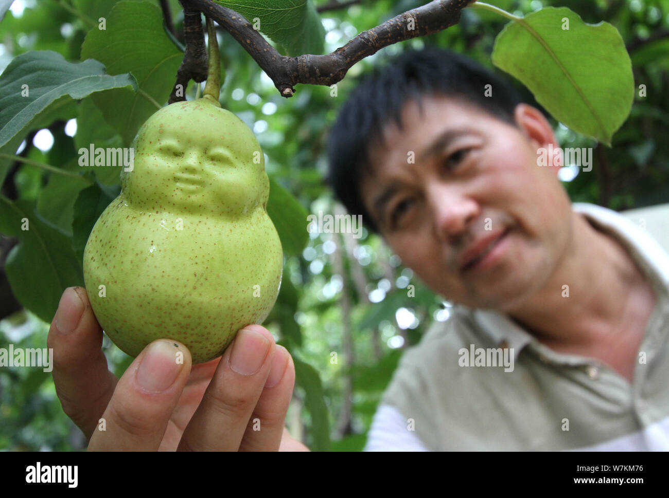 Eine chinesische Bauern ernten Buddha-förmige Birnen an seinem Obstgarten  in Lianghexia Dorf, Santarém, Stadt, Grafschaft, weixian Handan Stadt, in  Nordchina Hebei pr Stockfotografie - Alamy