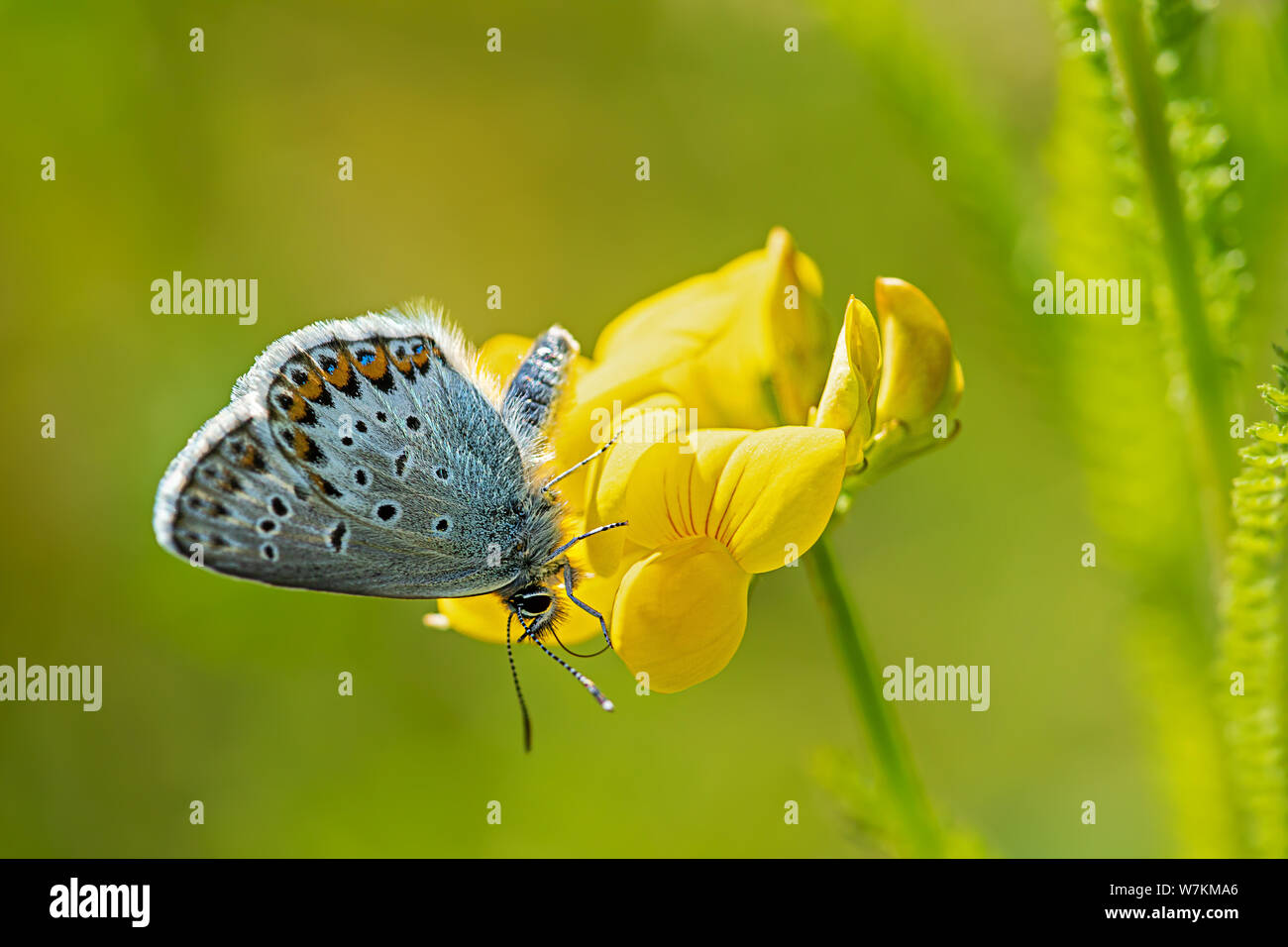 Gemeinsame blauer Schmetterling auf Bird's-foot trefoils Stockfoto