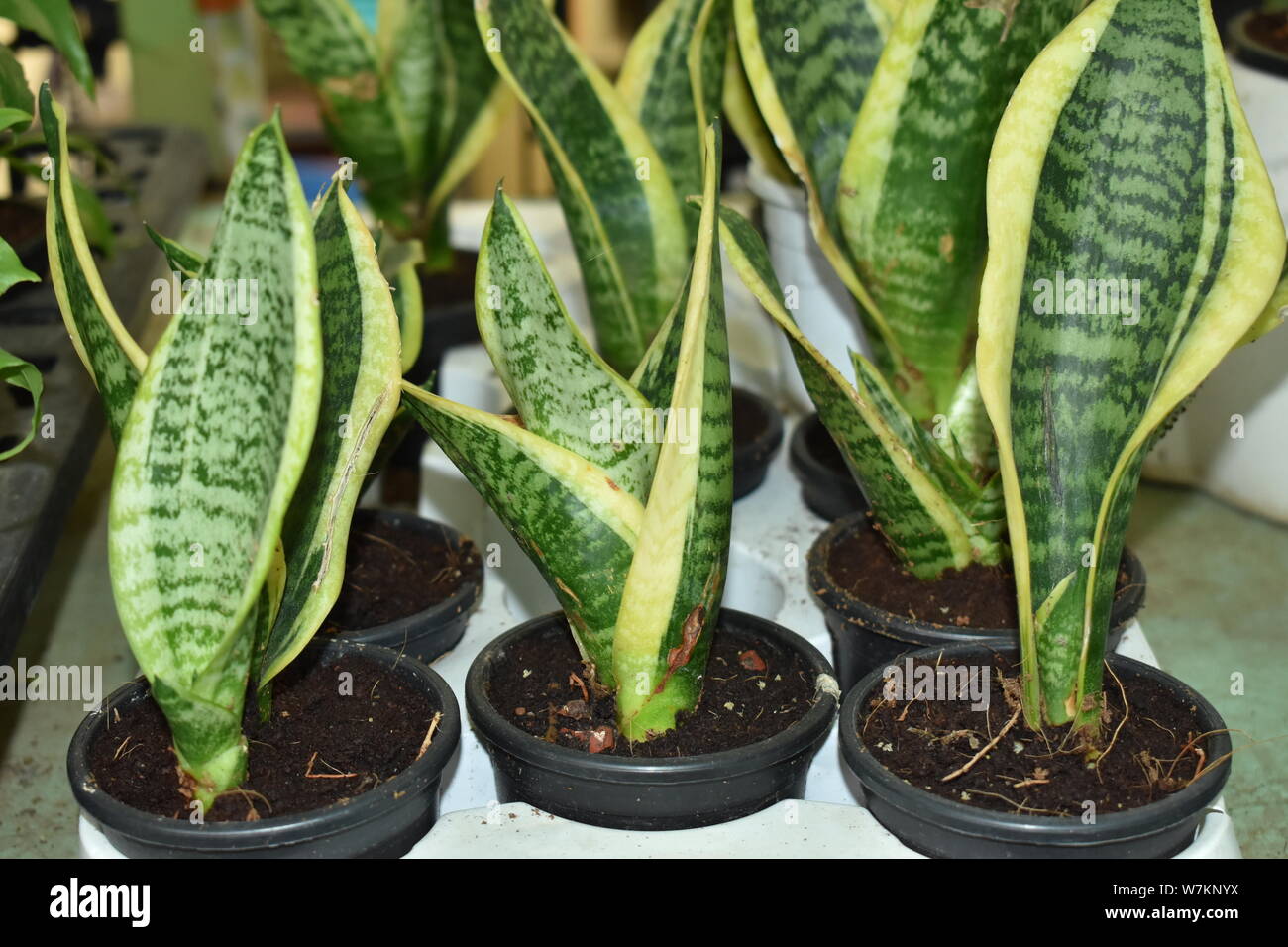 Schöne SCHLANGE PFLANZEN TOPFPFLANZEN IN DER BAUMSCHULE Stockfoto