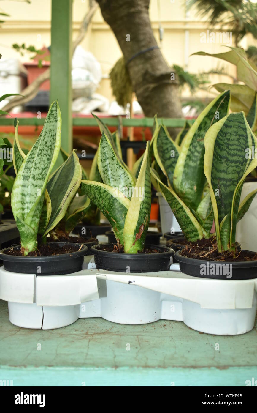Schöne SCHLANGE PFLANZEN TOPFPFLANZEN IN DER BAUMSCHULE Stockfoto