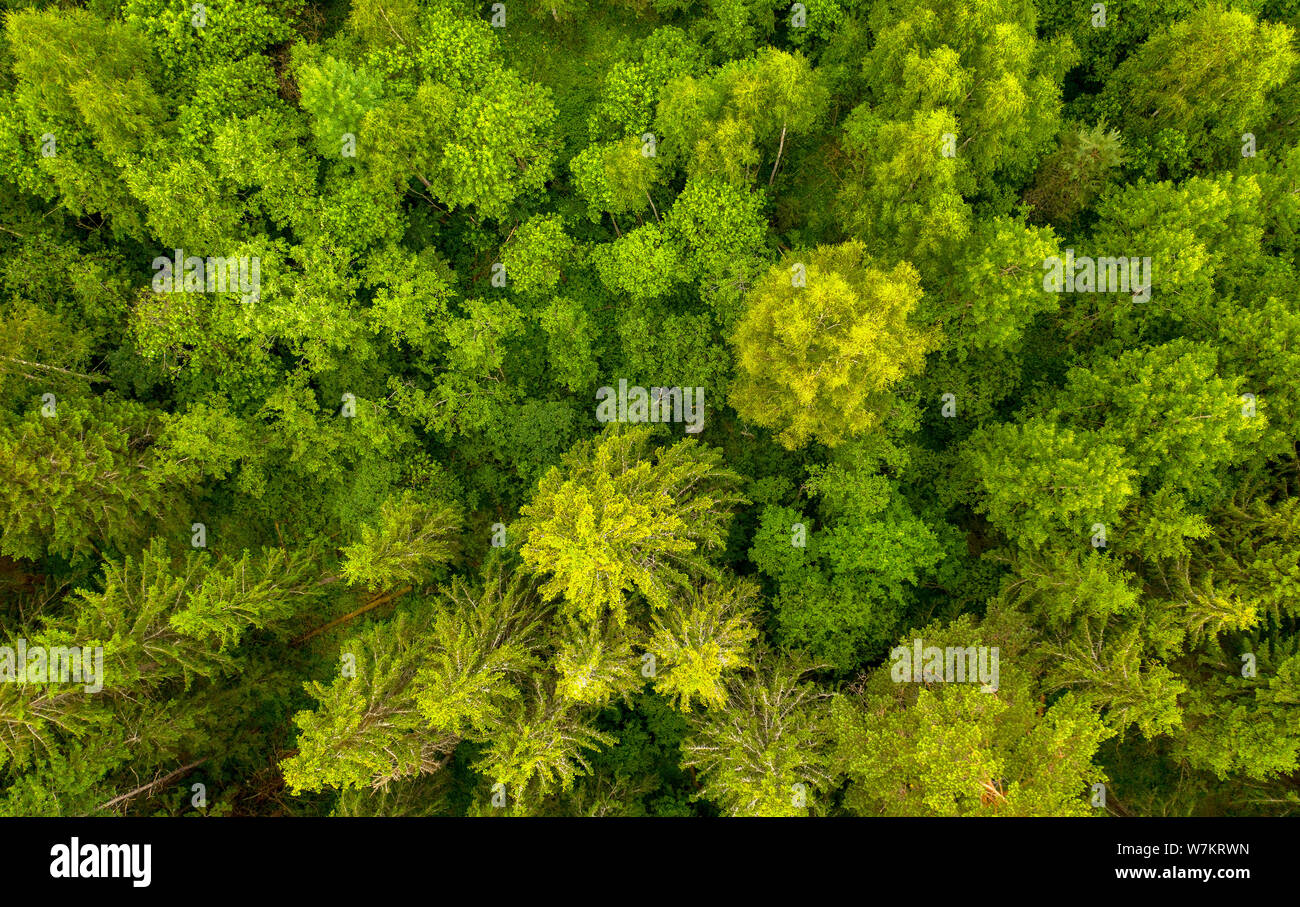 Schöner Frühling Wald als Hintergrund. Antenne Top View Stockfoto