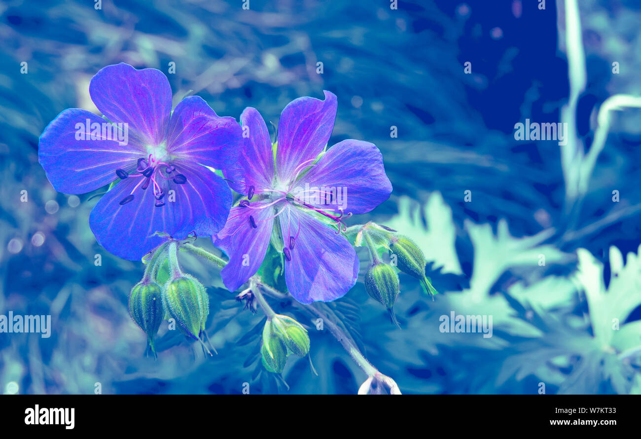 Blumen von Polemonium caeruleum Blau - Heilpflanze näher verschwommen und getönten Hintergrund. Mehrjährig winterfest Heilpflanze bekannt auch als J Stockfoto