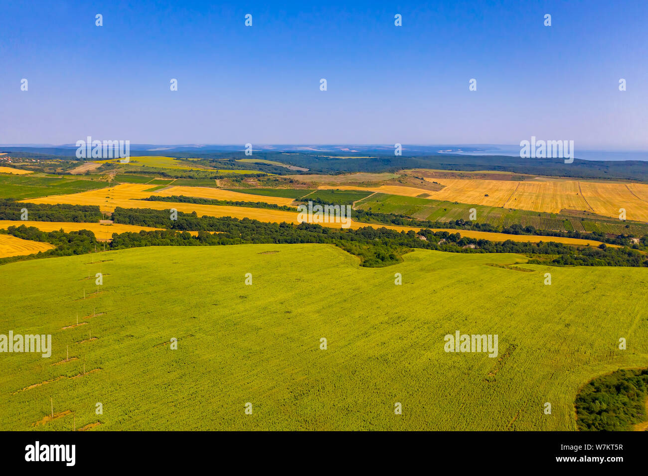 Flying drone oben Sonnenblumen Feld. Landwirtschaftliche Landschaft von einem Vogel Augen Stockfoto