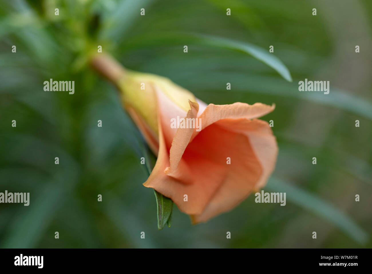 Thevetia rubro (Cascabela thevetia) - Orange Bud, close-up. Thailand, Koh Chang Insel. Stockfoto