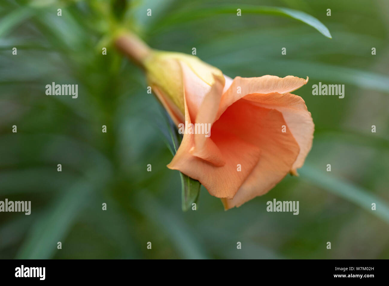 Thevetia rubro (Cascabela thevetia) - Orange Bud, close-up. Thailand, Koh Chang Insel. Stockfoto