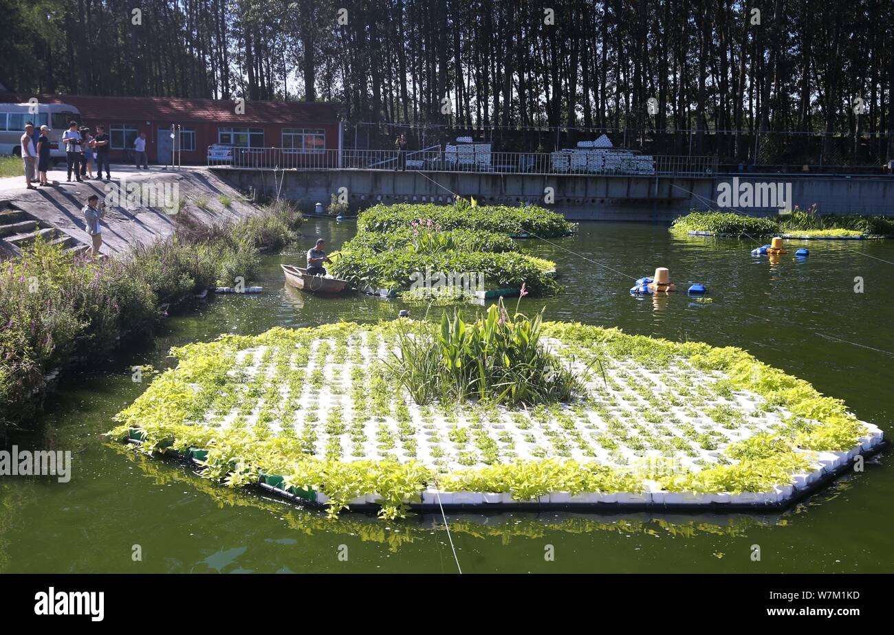 Ein Bauer holt Gemüse aus dem Gemüsegarten Felder auf Wasser in einer