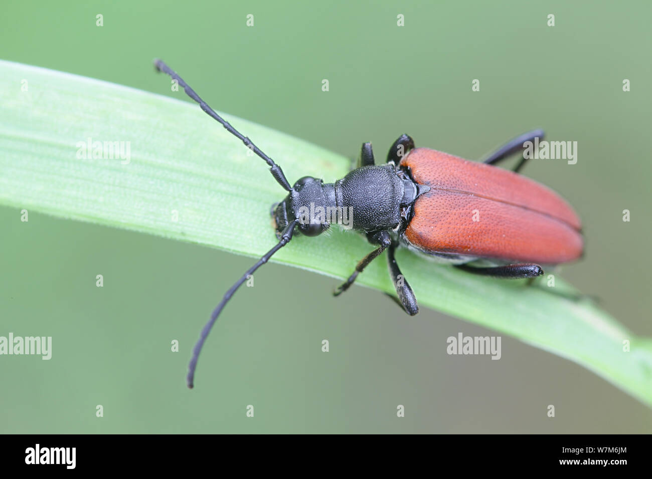 Anastrangalia sanguinolenta, einer Art von Blume longhorn Käfer aus der Familie Cerambycidae Stockfoto