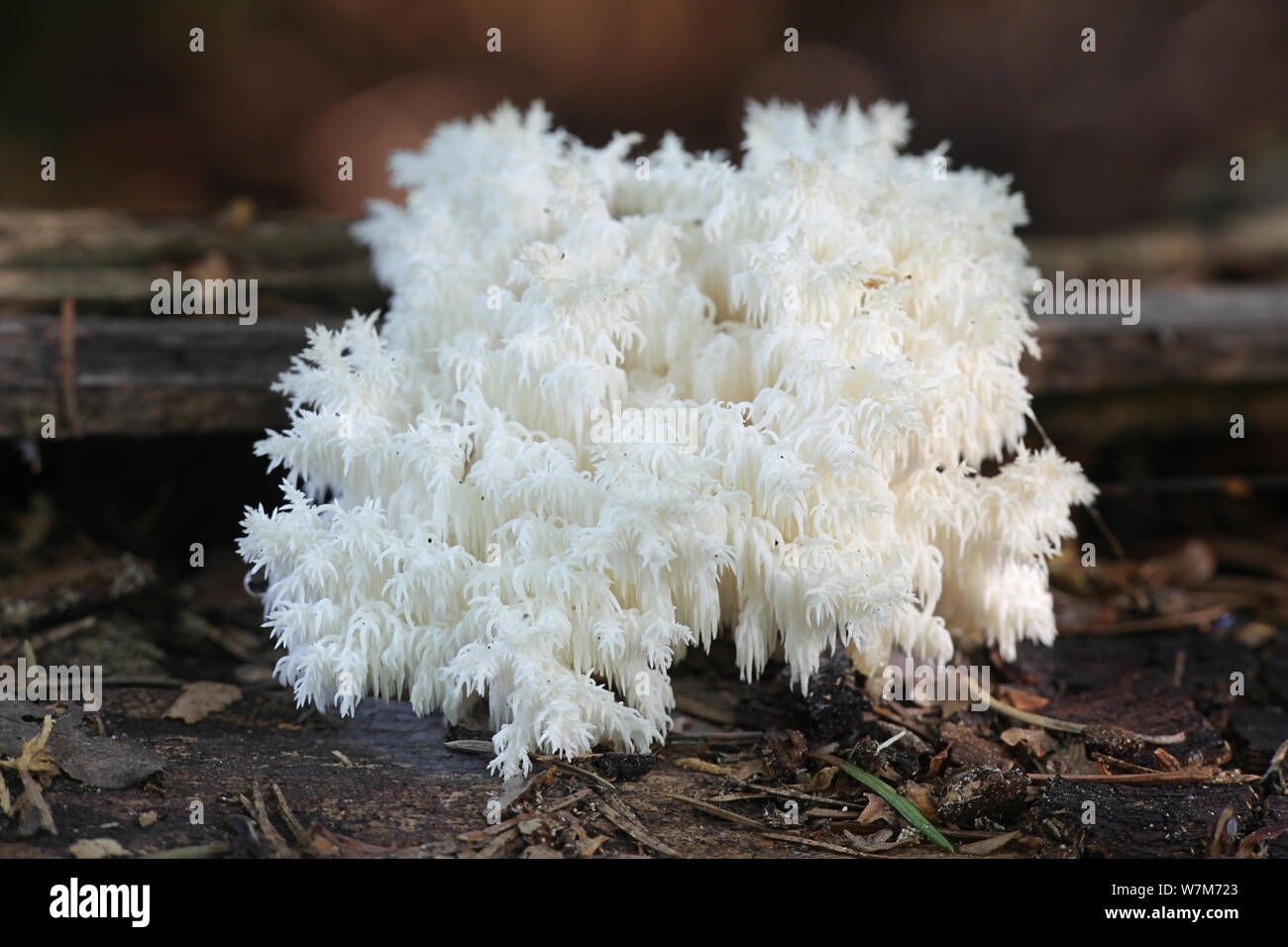 Hericium coralloides, Wie der Ästige Stachelbart Pilz bekannt Stockfoto