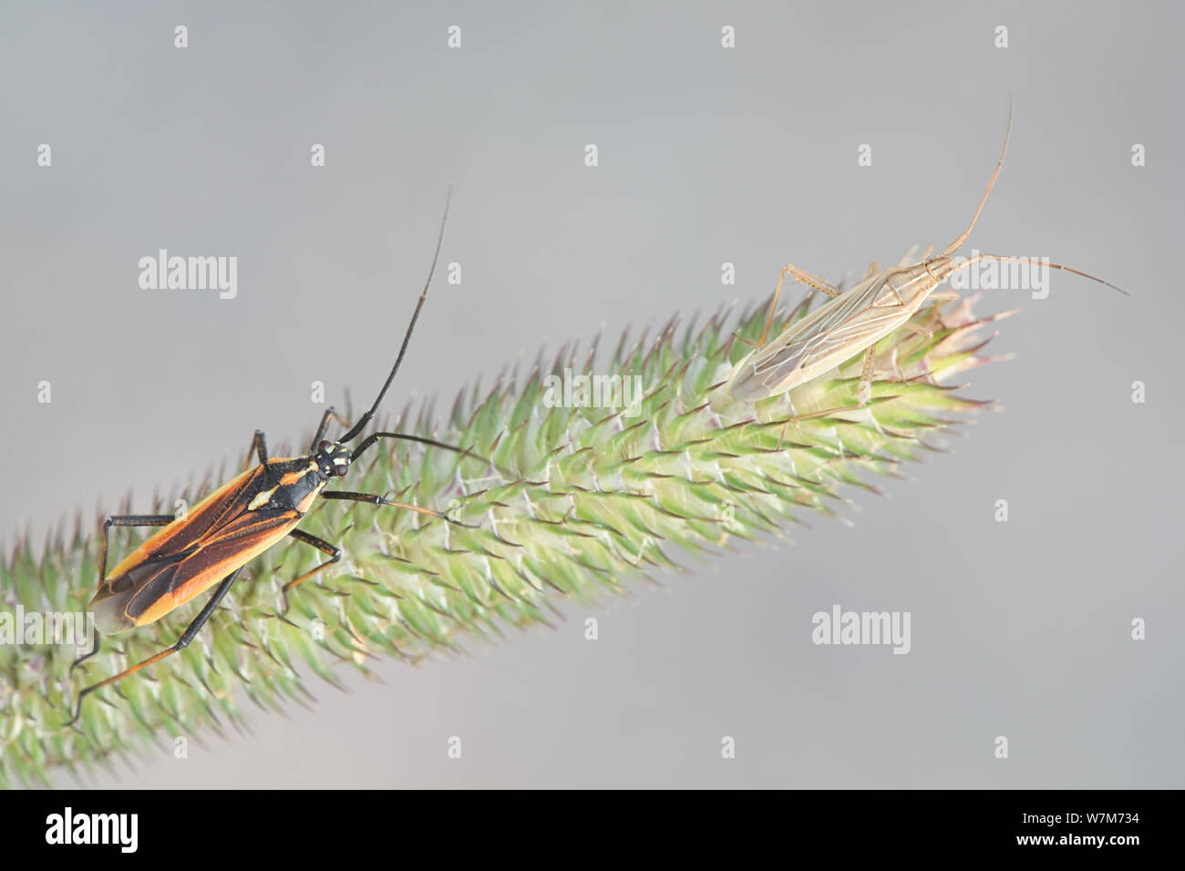 Dunkler Leptopterna dolabrata, bekannt als die Wiese Pflanze bug und Hellbraun Stenodema calcaratum, eine Sorte von Gras bugs Bügelfalte Stockfoto