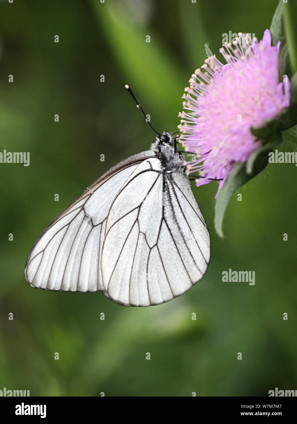 Aporie crataegi, bekannt als die schwarz-weiße geädert, Fütterung auf Feld-witwenblume, Knautia arvensis Stockfoto