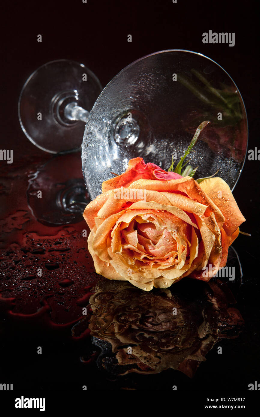 Rose und Glas auf Glas studio Hintergrund Stockfoto