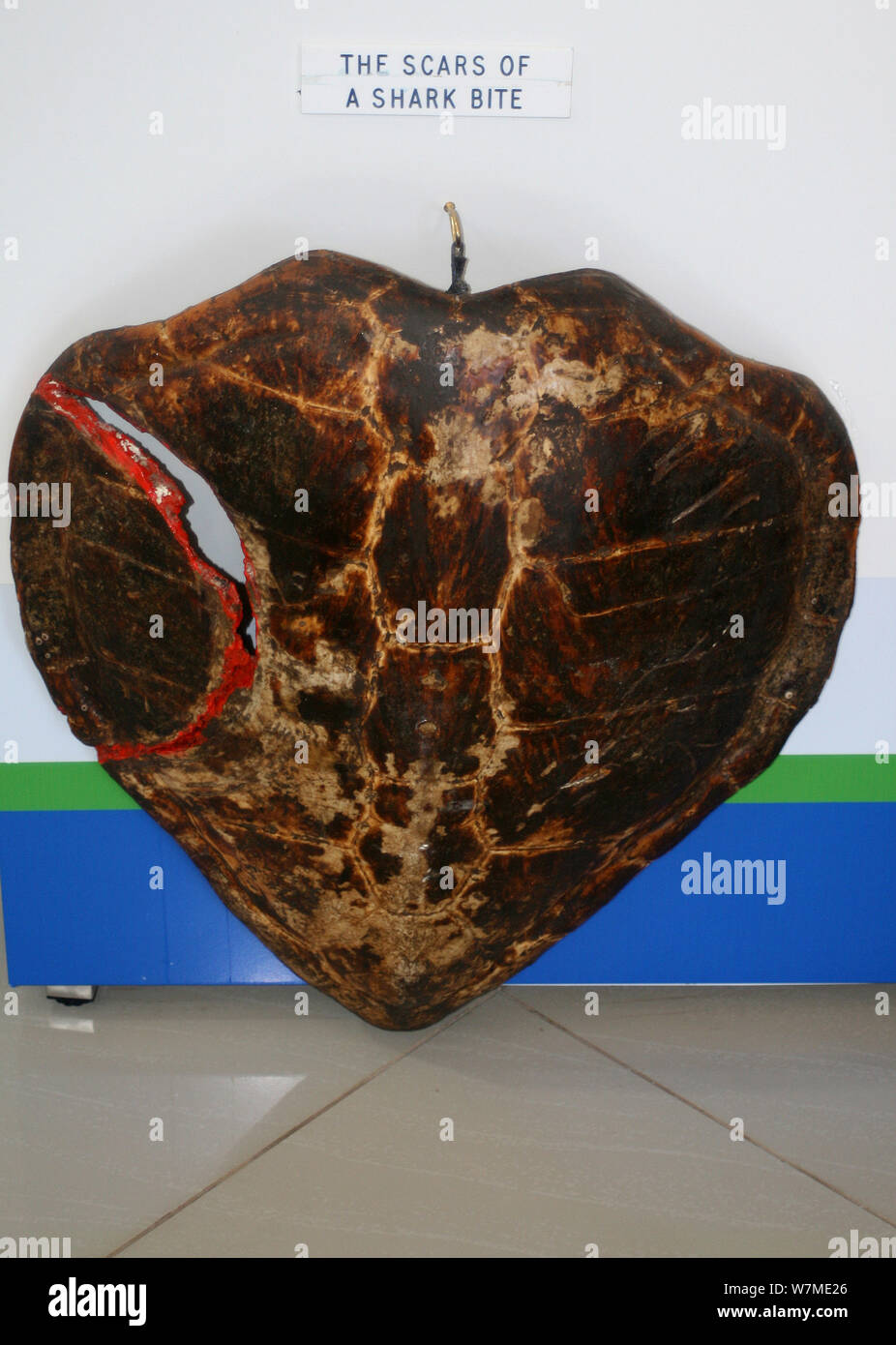 Pädagogischen Anzeige von einem Hai Happen zu einem Meer tutle Shell in KwaZulu Natal Sharks Board Maritime Centre, Durban, Südafrika Stockfoto