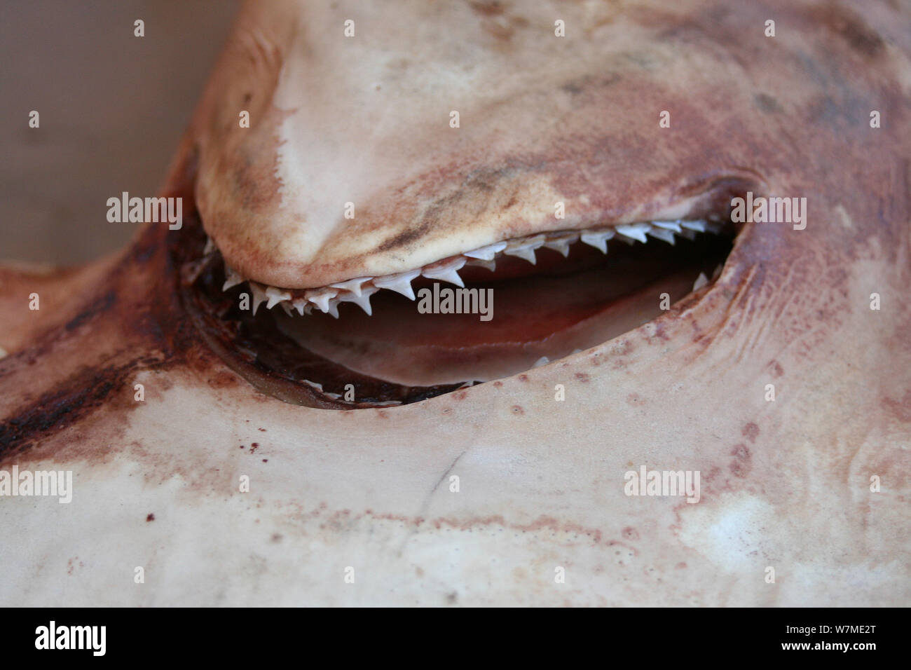Mund ist nach dem Sezieren einen Hammerhai in KwaZulu Natal Sharks Board Maritime Centre, Durban, Südafrika angezeigt Stockfoto