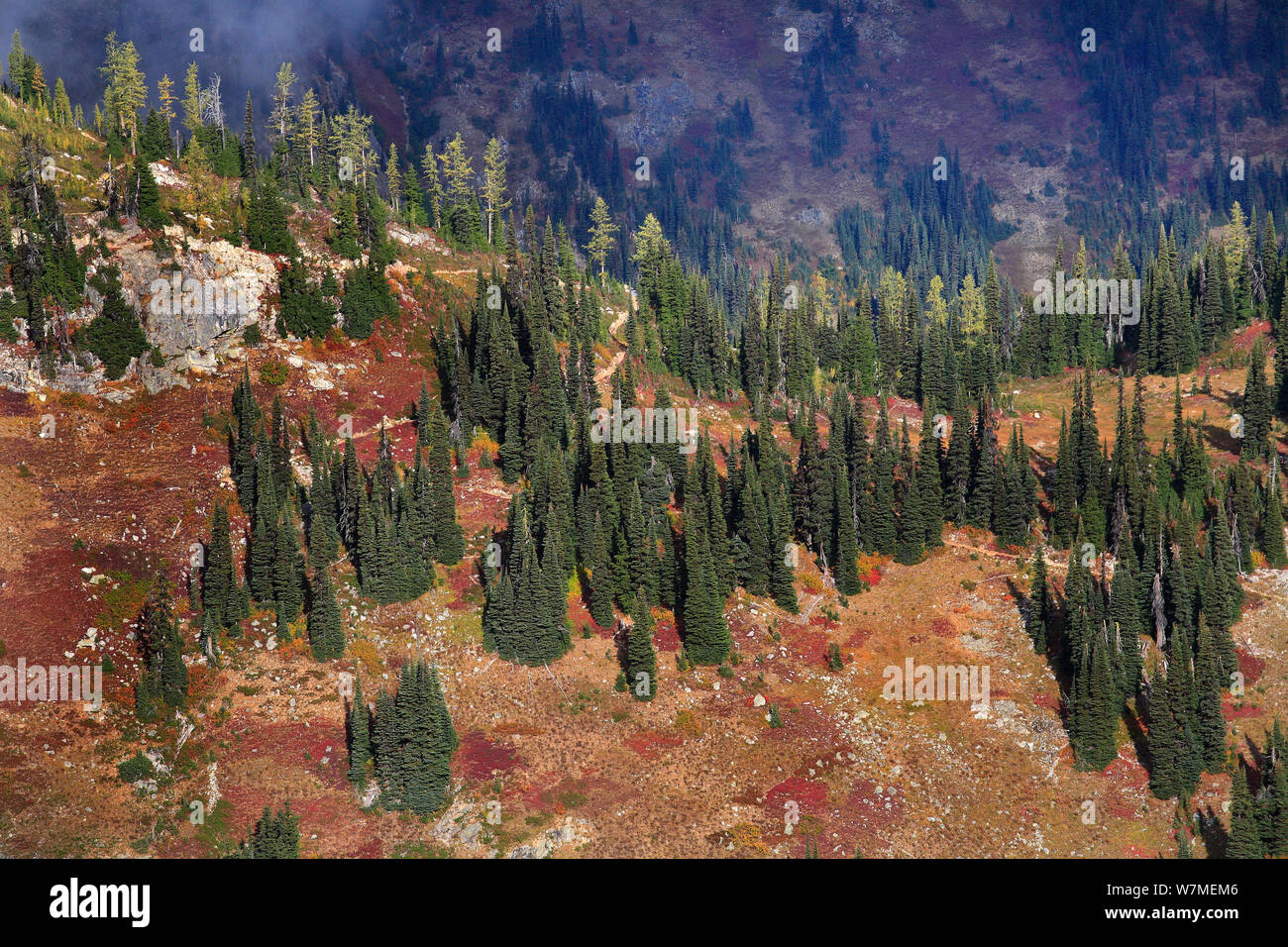 Die Loop-Maple Trail nach oben vom regnerischen Pass Bereich der North Cascades Scenic Highway, oberhalb der Baumgrenze, mit den Inseln von subalpine Tannen und Lärchen, North Cascades National Park Cascade Range, Washington, Oktober 2009. Stockfoto