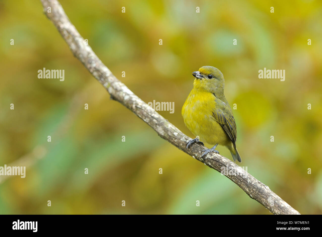 Farbton an euphonia (Euphonia violacea) auf Niederlassung in bergigen Atlantischen Regenwaldes von Serra Bonita Natürliche privaten Erbe finden thront (RPPN Serra Bonita) Gemeinde Camacan, südlichen Bahia State, Ost Brasilien. Stockfoto