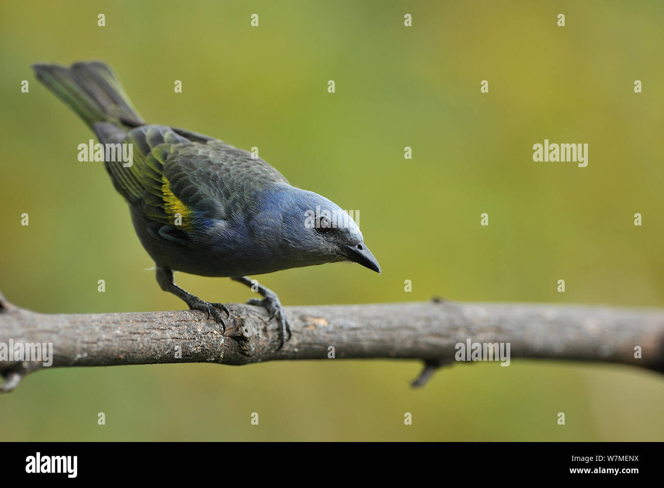 Golden-chevroned Tanager (thraupis Ornata) in den Bergen der Serra Atlantischen Regenwaldes Bonita Natürliche privaten Erbe finden, Camacan, südlichen Bahia State, Ost Brasilien. Stockfoto