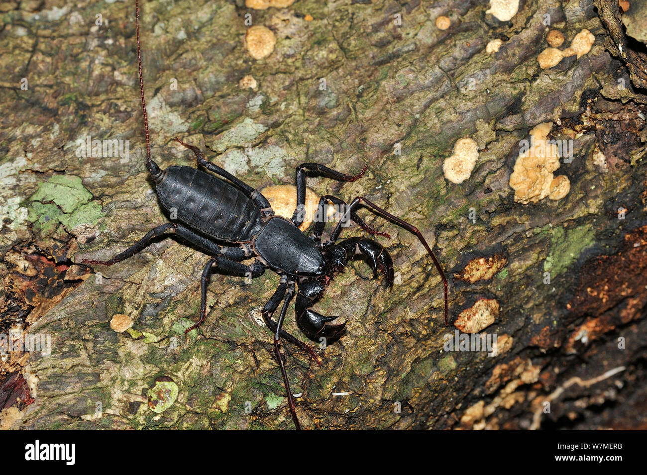 Riesige vinegaroon/Tail whip Scorpion (Mastigoproctus giganteus) auf Baumstumpf, Vale Naturpark, Gemeinde Linhares, Esparito Santo Zustand, Ost Brasilien. Stockfoto