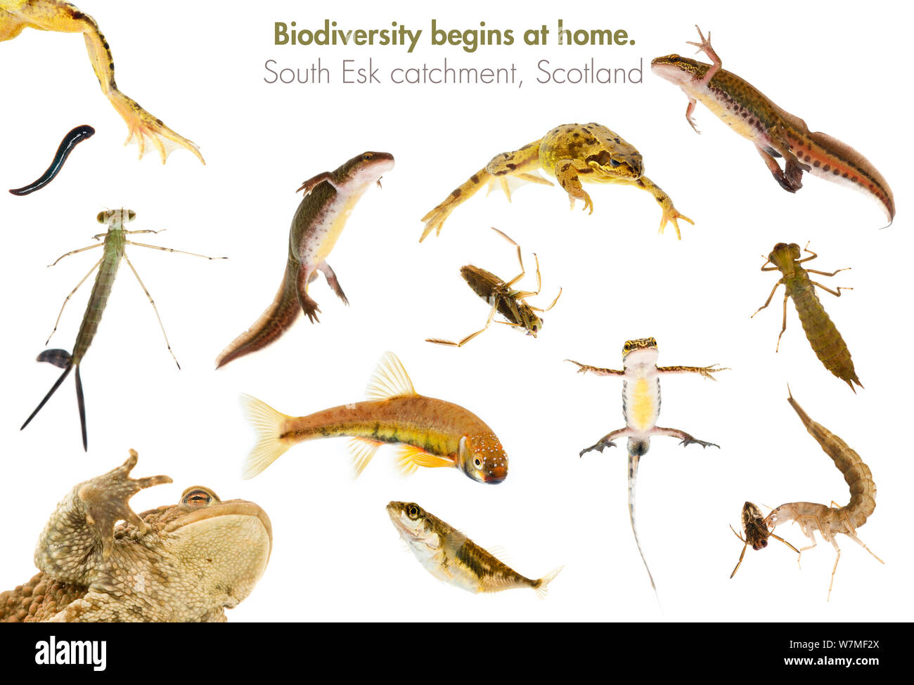 Composite von Fischen, Amphibien und Wasserinsekten in den South Esk River Einzugsgebiet, Angus, Schottland gefunden, 2008-2011 meetyourneighbors.net Projekt Stockfoto