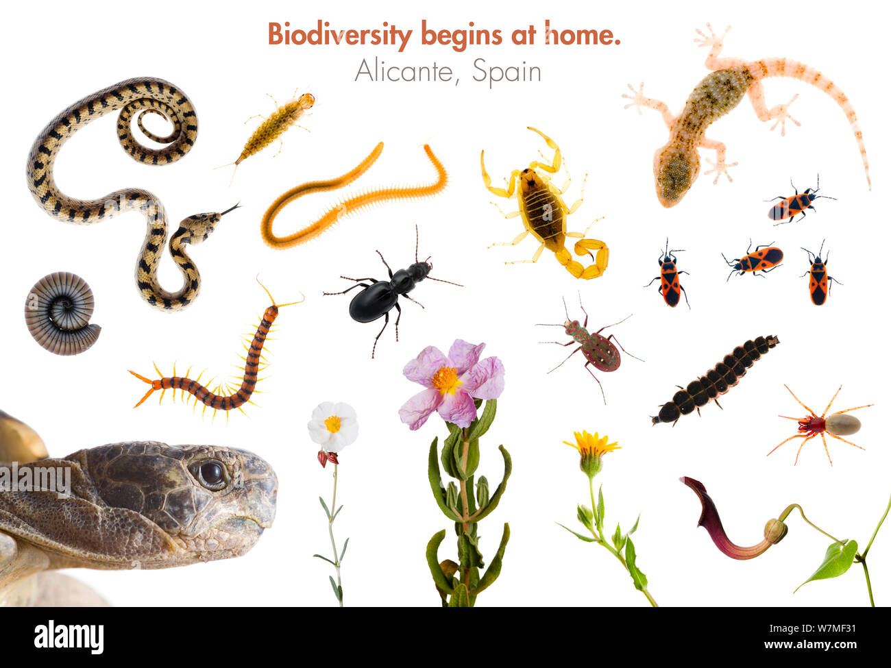 Composite von Reptilien, Insekten, Spinnentiere, Krebstiere und blühende Pflanzen in Alicante, Spanien, Frühjahr 2008 meetyourneighbors.net Projekt gefunden Stockfoto