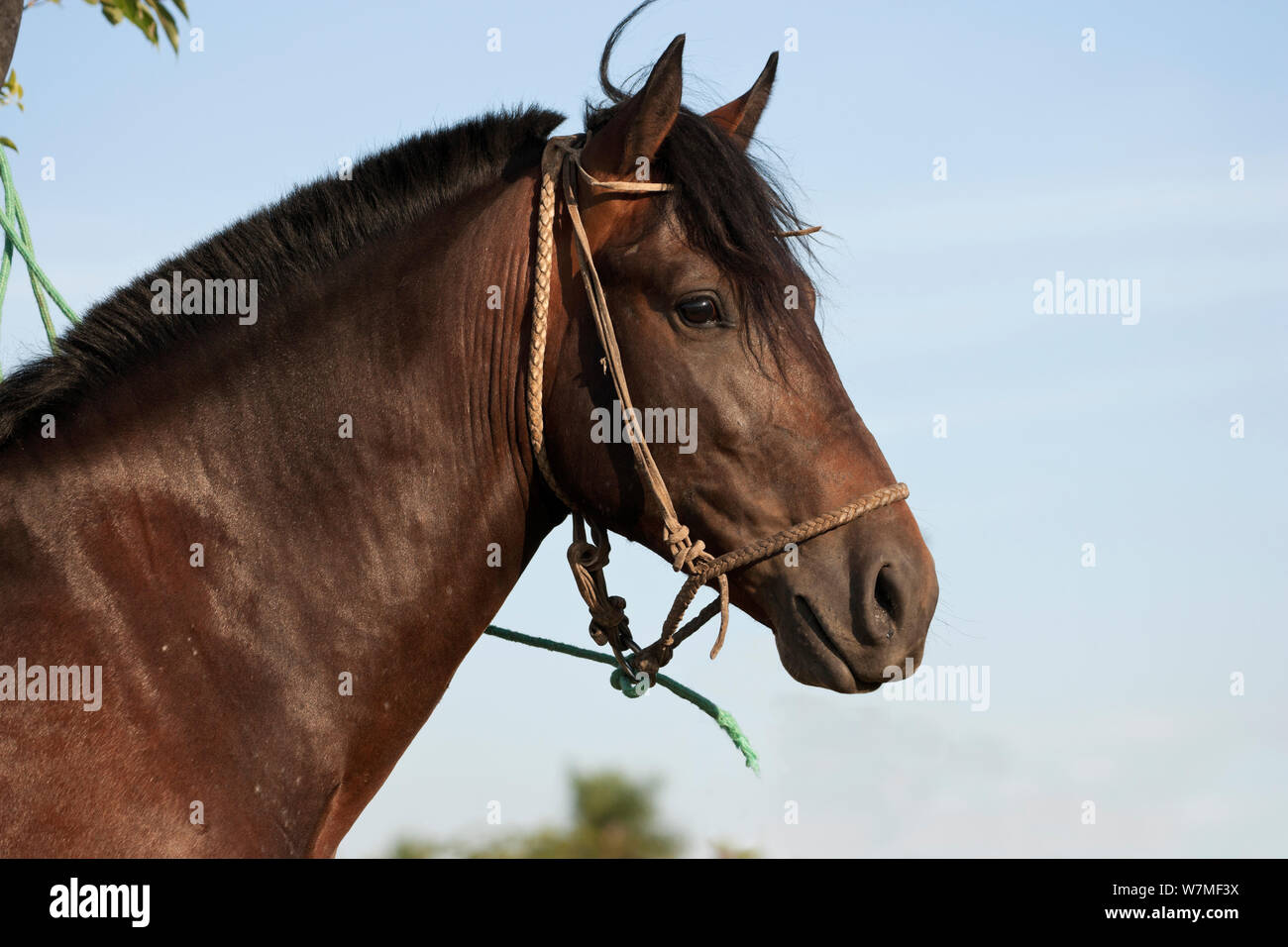 Criollo pferde Fotos und Bildmaterial in hoher Auflösung Alamy