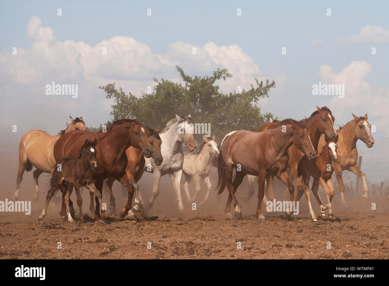Ein Band der reinen Criollo Zucht Stuten und Fohlen, die in einem Feld, Estancia Ita Maria, Misiones, Paraguay, Januar 2012 Stockfoto