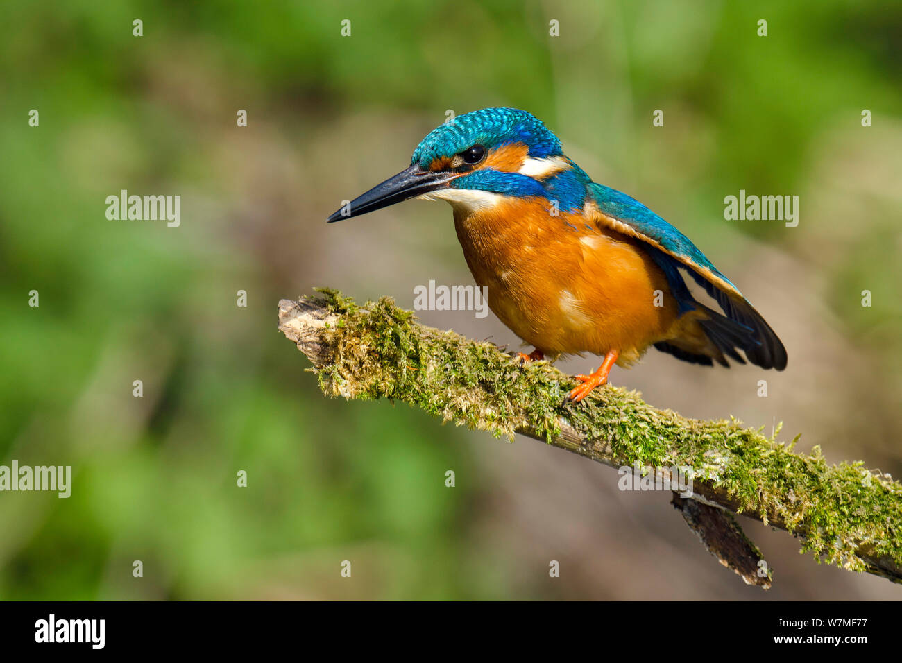 Eisvogel (Alcedo atthis) männlichen auf bemoosten Ast, Hertfordshire, England, UK, März thront. Stockfoto