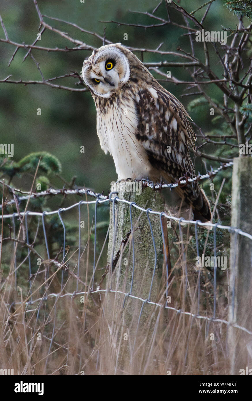 Sumpfohreule (Asio Flammeus) auf einem zaunpfosten thront, Erkennen von Beute unten im Gras Prestwick Carr, Northumberland, Großbritannien. Dezember Stockfoto