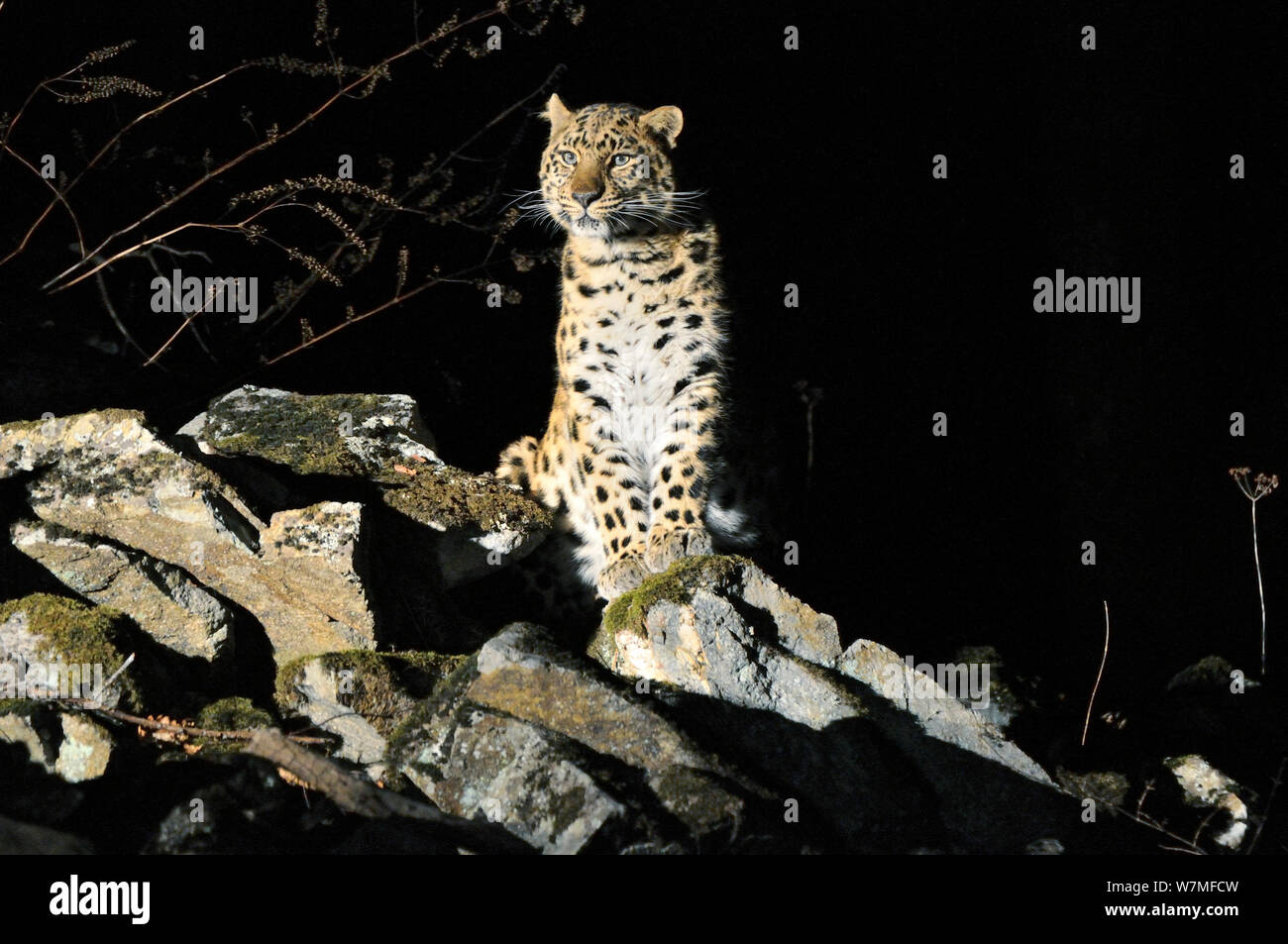 Wilde weibliche Amur Leopard (Panthera pardus orientalis) Kedrovaya Pad finden, Primorski Krai, im Fernen Osten Russlands, Januar. Kritisch bedrohte Arten Stockfoto