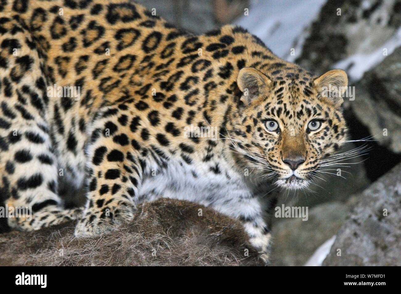 Wilde weibliche Amur Leopard (Panthera pardus orientalis) Kedrovaya Pad finden, Primorski Krai, im Fernen Osten Russlands, Januar. Kritisch bedrohte Arten Stockfoto