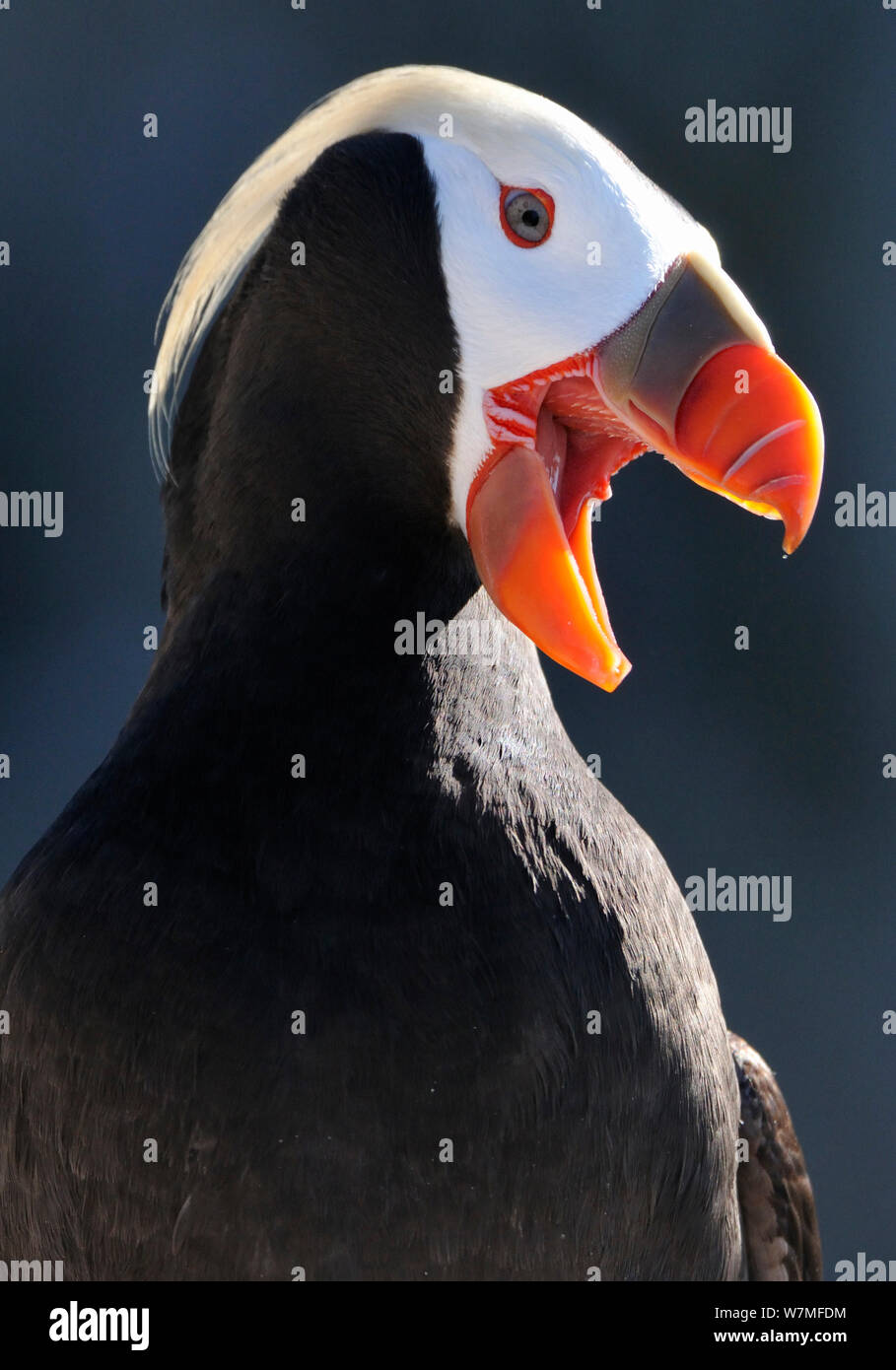 Getuftete Papageitaucher (Fratercula cirrhata) Aufruf, St. Jona's Island, des Ochotskischen Meeres, im Fernen Osten Russlands, Juli Stockfoto