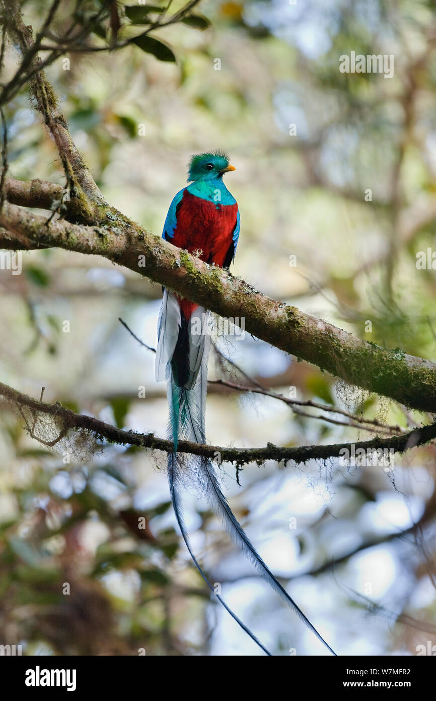 Glänzende Quetzal (Pharomachrus mocinno costaricensis) männlichen sitzenden Portrait, Costa Rica Stockfoto