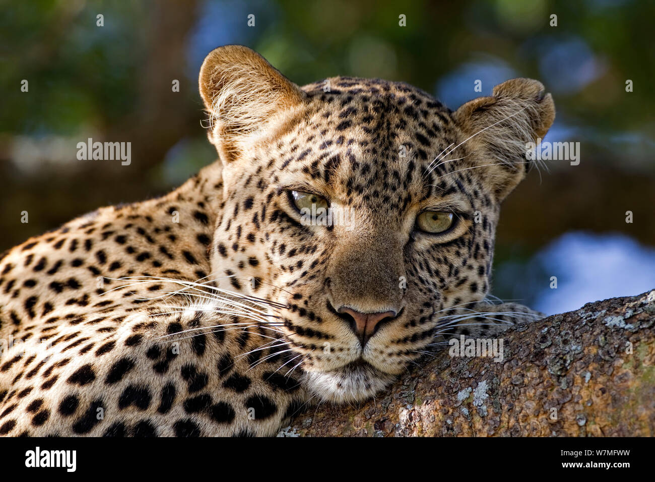 African Leopard (Panthera pardus pardus) ruht auf einem Zweig, Serengeti, Tansania Stockfoto