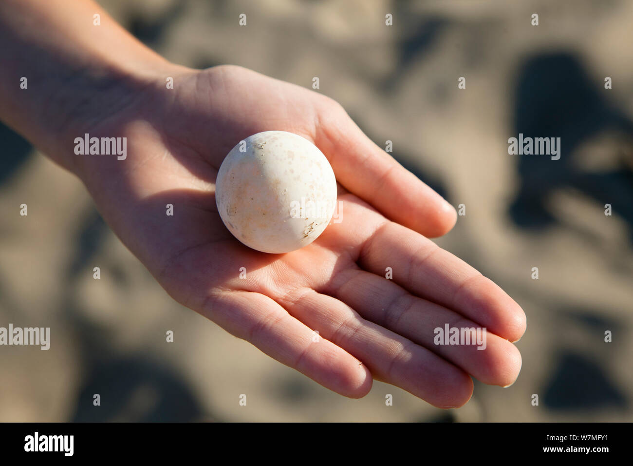 Die Unechte Karettschildkröte (Caretta caretta) Ei in der Hand gehalten, lykische Küste, Mittelmeer, Türkei Stockfoto