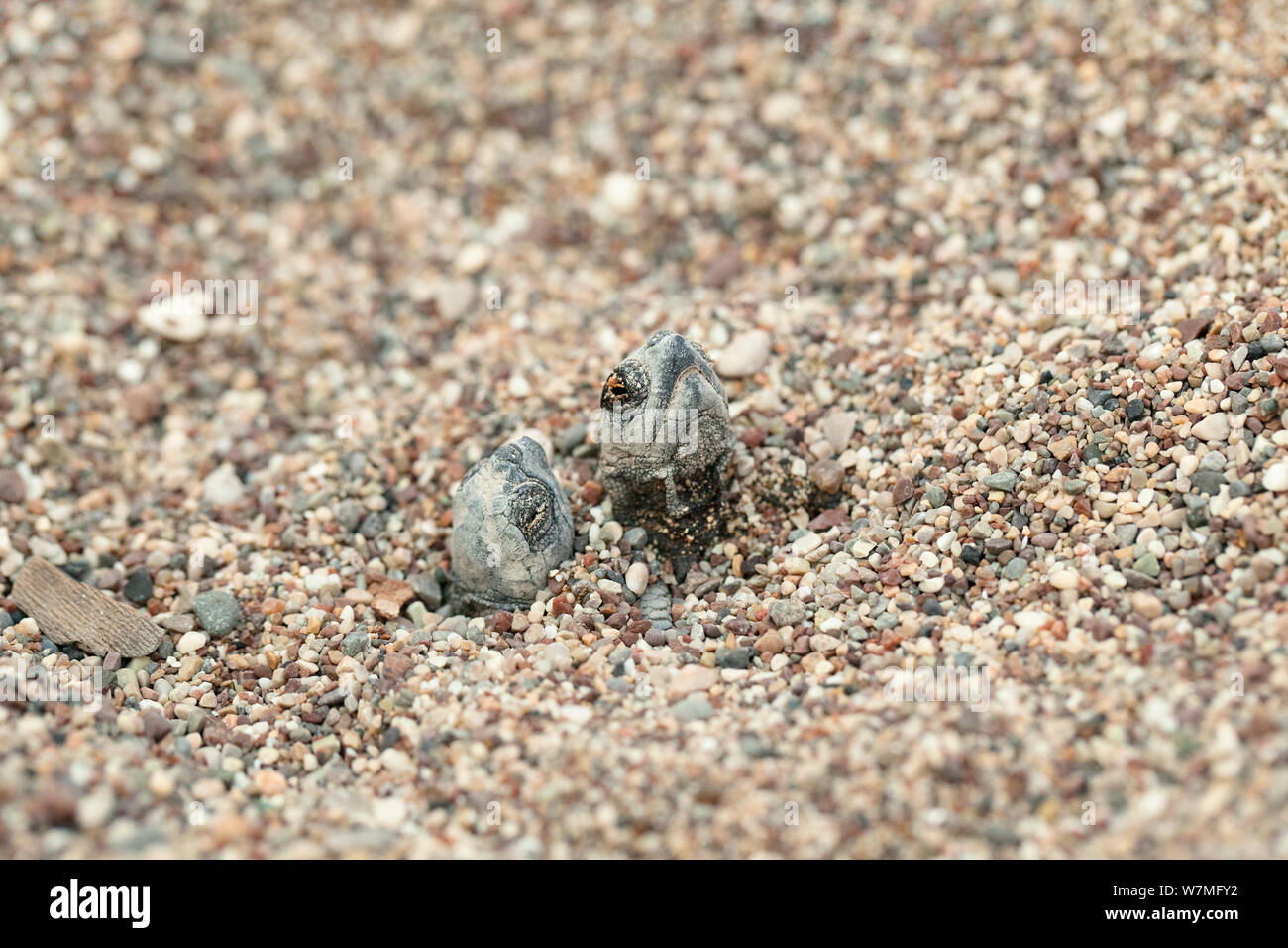 Die Unechte Karettschildkröte (Caretta caretta) Schlüpflinge aus Sand, lykische Küste, Mittelmeer, Türkei Stockfoto