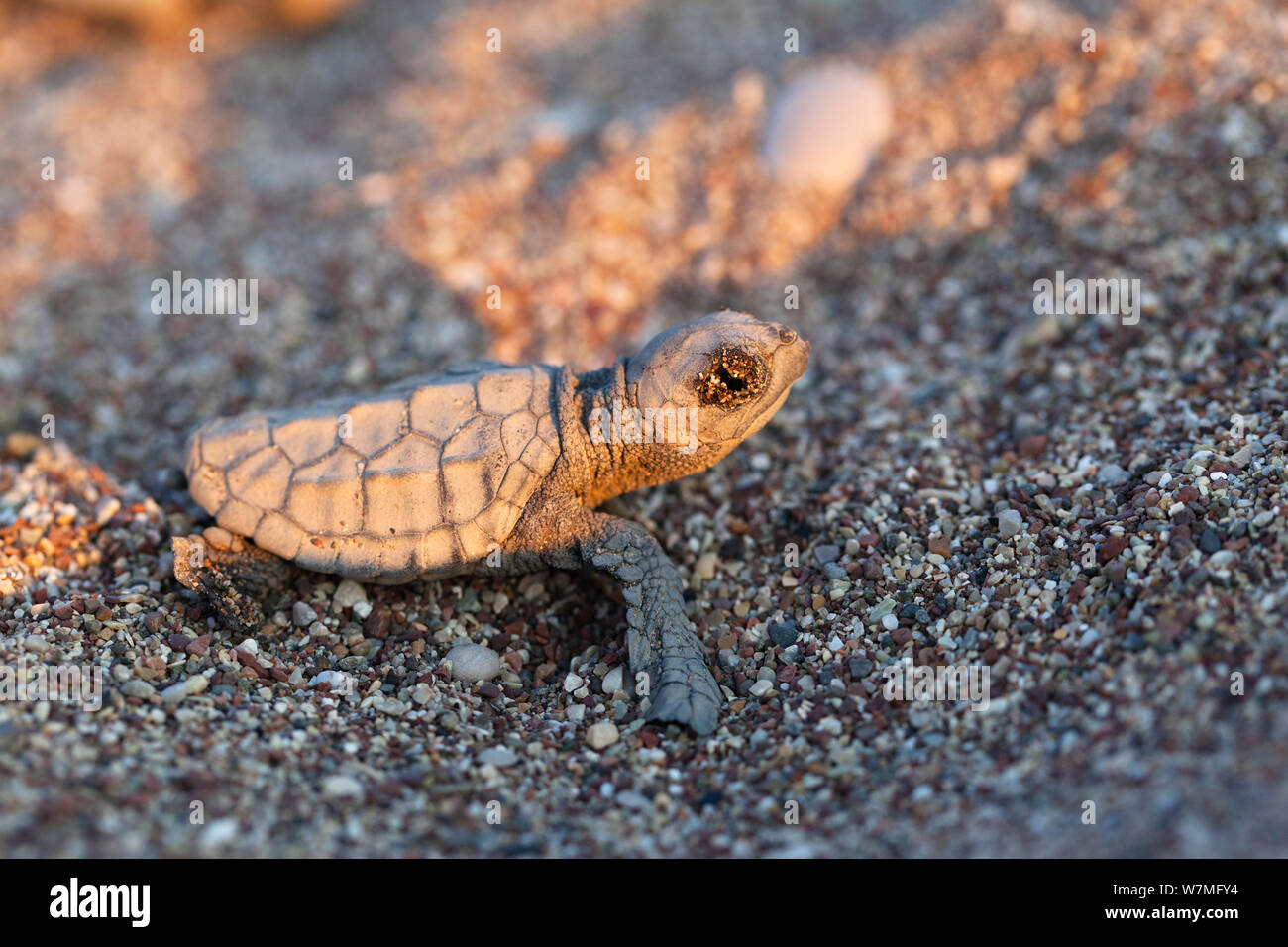 Die Unechte Karettschildkröte (Caretta caretta) Hatchling" am Strand, lykische Küste, Mittelmeer, Türkei Stockfoto