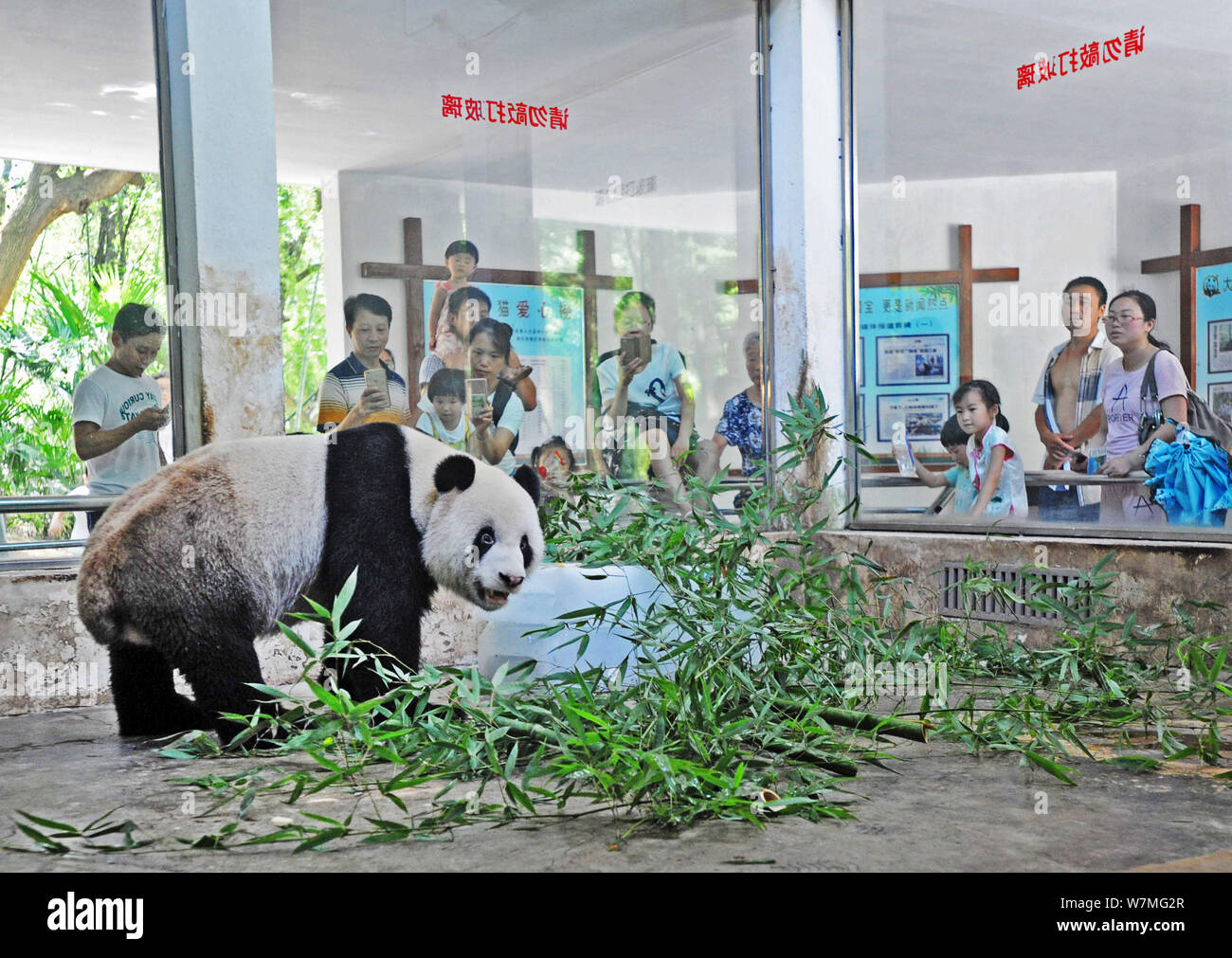 Panda Weiwei isst Bambussprossen um riesige Eisblöcke in einer Luft zu kühlen klimatisierten Zimmer im Zoo in Wuhan Wuhan City, Central China Hubei Stockfoto