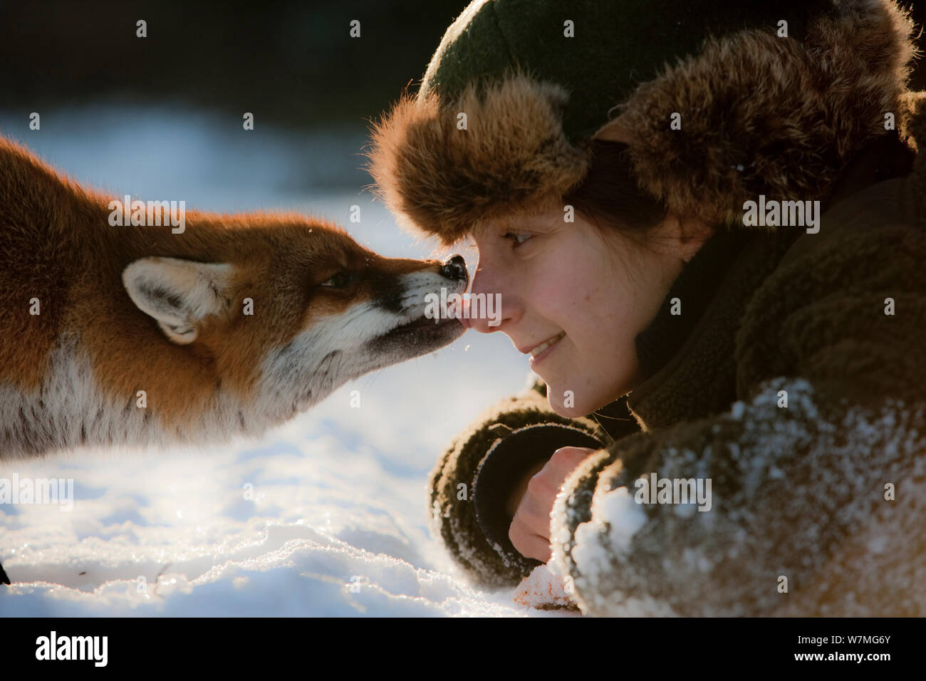 Red Fox (Vulpes vulpes) leckt die Nase einer Frau, Deutschland, Sieger von Fritz Polking portfolio Preis, GDT-Wettbewerb 2011, Modell freigegeben Stockfoto