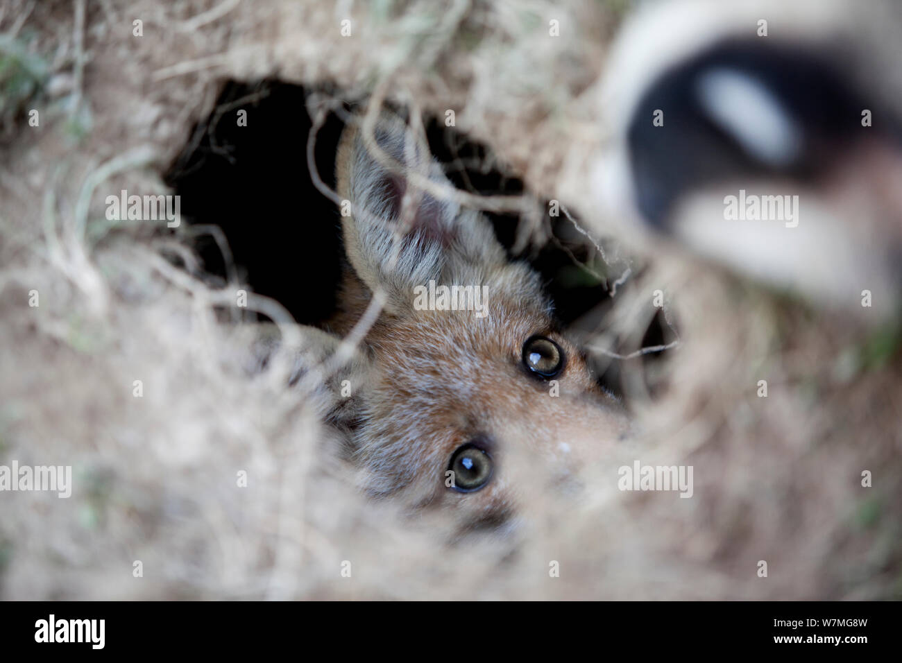 Junge Red Fox (Vulpes vulpes) Peering aus seinem Loch im Boden. Schwarzwald, Deutschland, April. Stockfoto