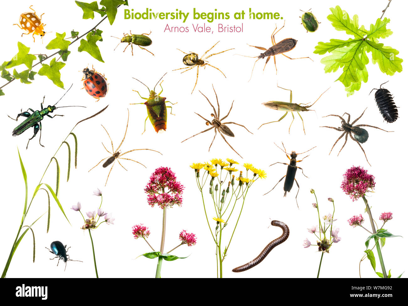 Composite von Insekten, Spinnentiere und Pflanzen auf die Arnos Vale BioBlitz, Bristol, UK, Juni 2012 meetyourneighbors.net Projekt gefunden. Stockfoto