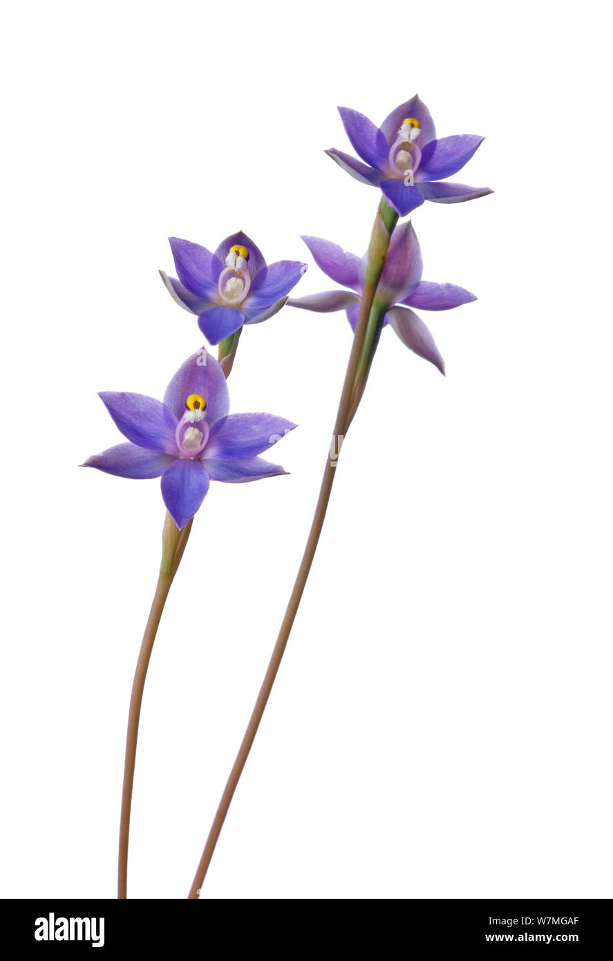 Schlanke sun Orchid (Thelymitra pauciflora) eine sehr häufige Sun Orchidee mit beträchtlichen Variabilität, Clifton, Stawell, Victoria, Australien, Oktober. meetyourneighbors.net Projekt Stockfoto