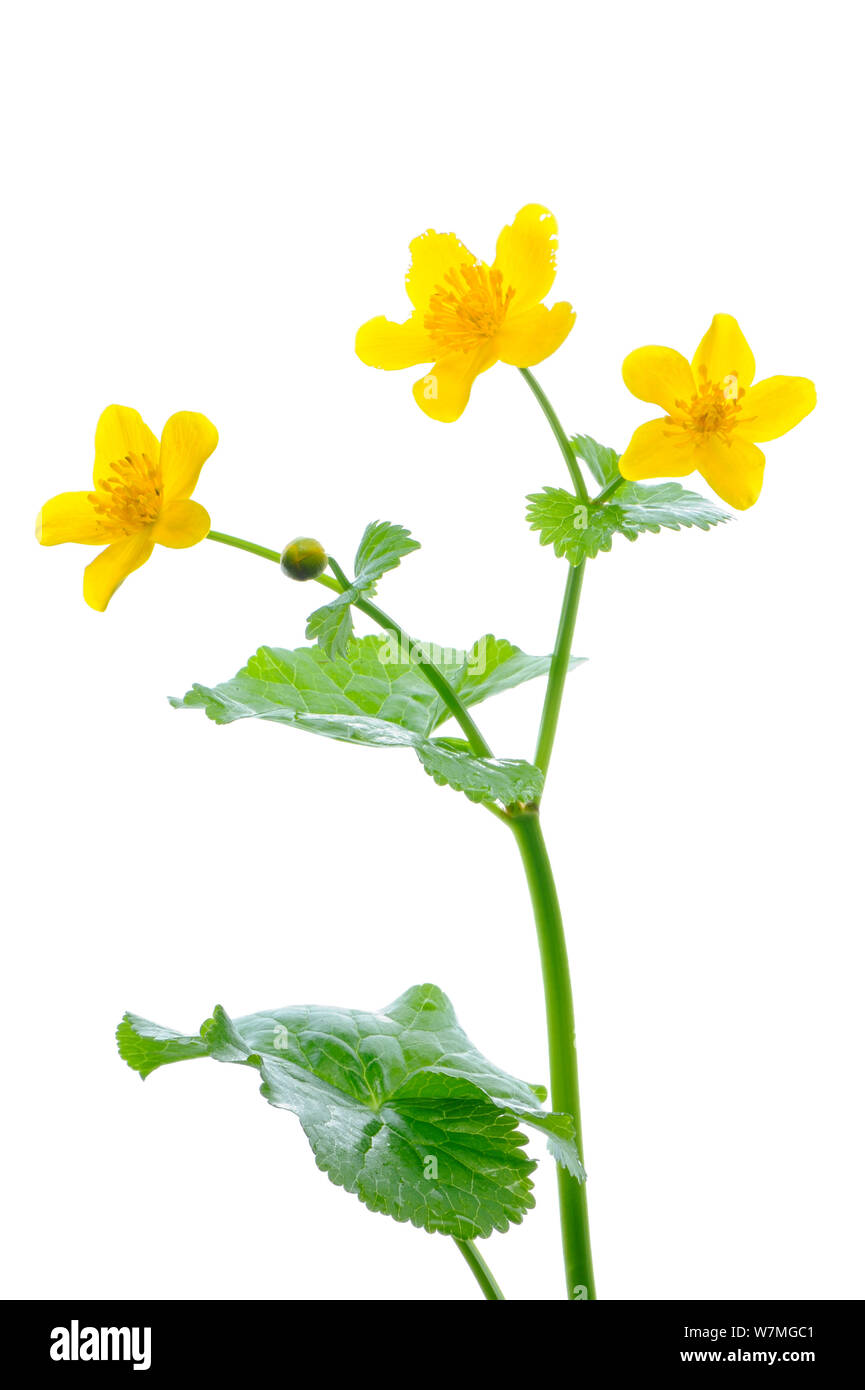 Sumpfdotterblume (Caltha palustris) in Blüte, nasse Wälder, Kocevje, Slowenien, Europa, April. meetyourneighbors.net Projekt Stockfoto