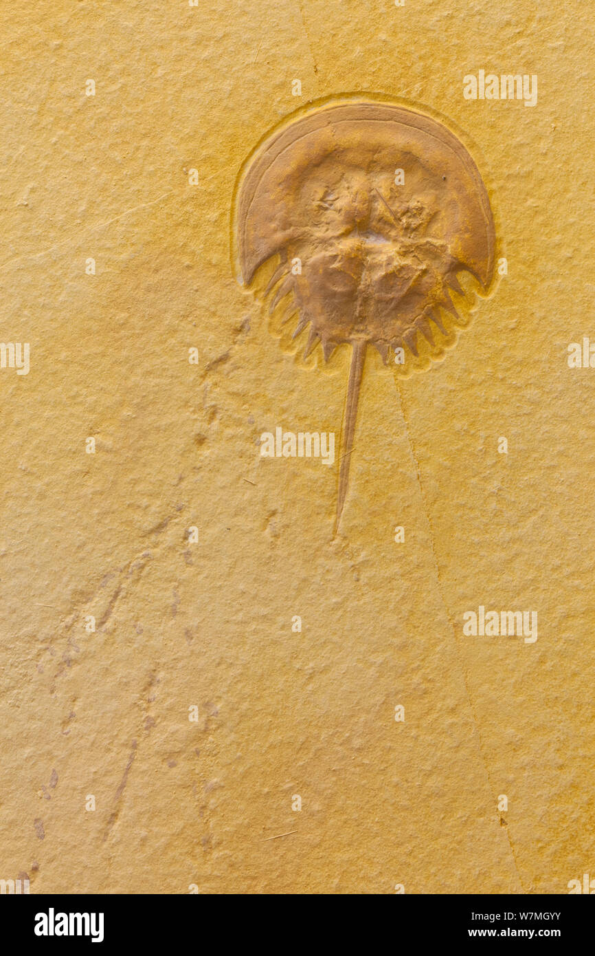 Fossil der Horseshoe Crab (Limulidae) Asturien, Spanien Stockfoto