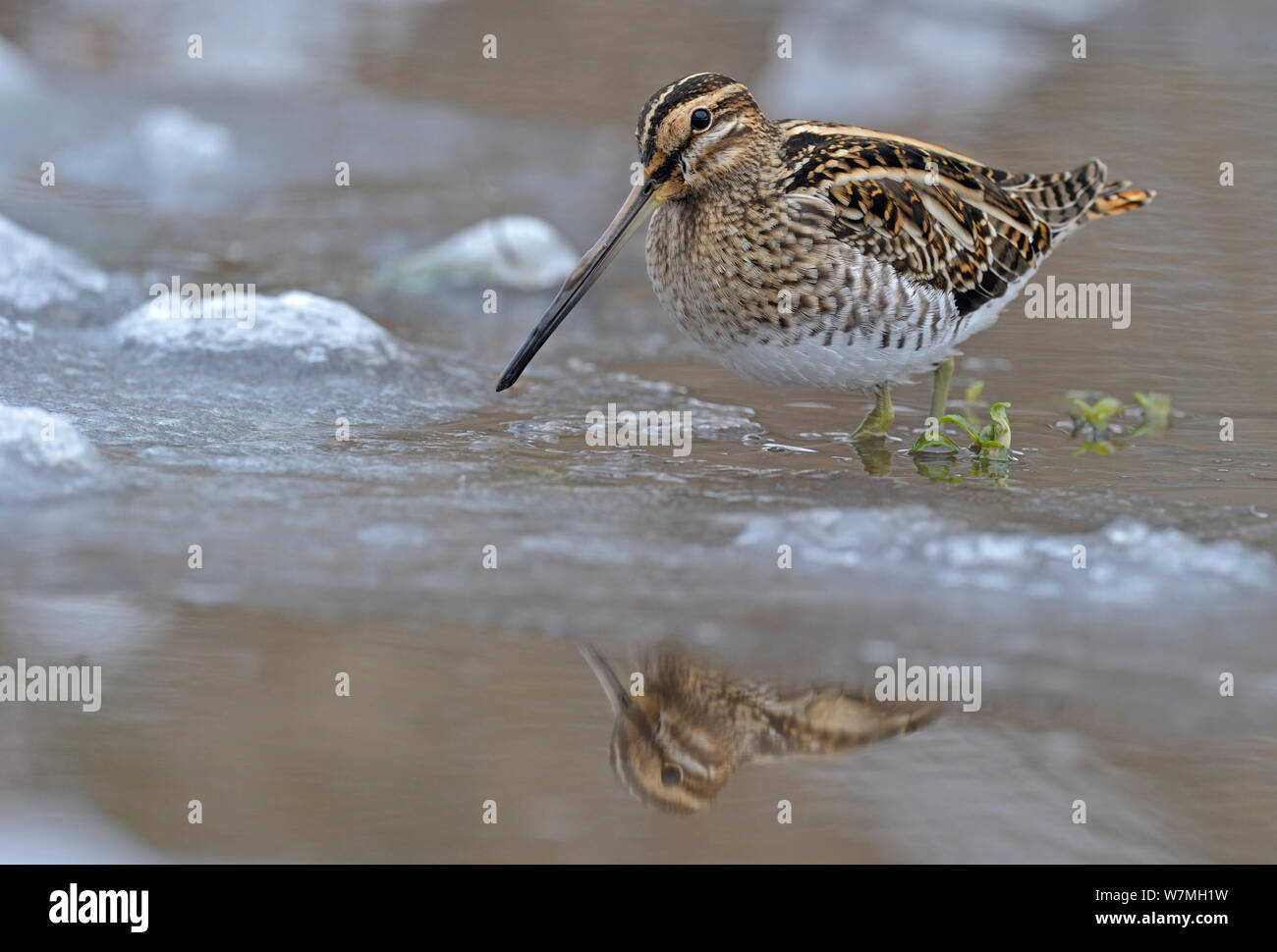 Bekassine (Gallinago gallinago) stehen im seichten Wasser im Schnee, Wales, UK, März. VISION 2020 Buch. Stockfoto