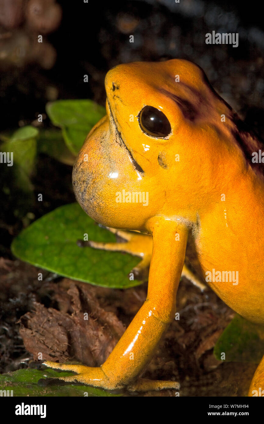 Golden poison Dart frog (Phyllobates terribilis) mit Kehle Tasche/Vocal sacs erweitert. Captive auftritt, Kolumbien. Gefährdete Arten Stockfoto