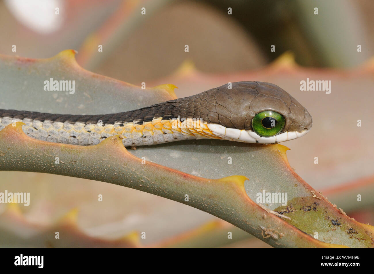 Boomslang (Dispholidus typus) neugeborene Schlange auf Aloe. deHoop Nature Reserve, Western Cape, Südafrika. Stockfoto